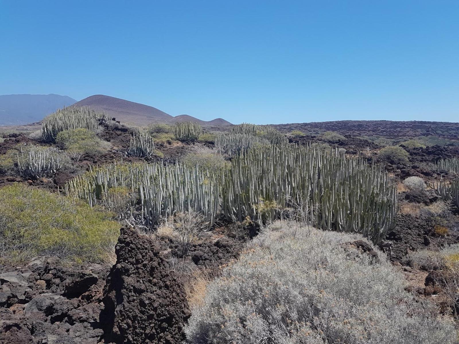 Las Palmeras Puertito de Guimar Zewnętrze zdjęcie